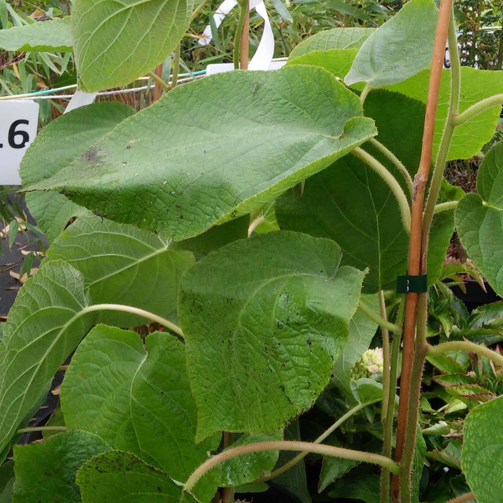 Kiivi Kiwi Wonder