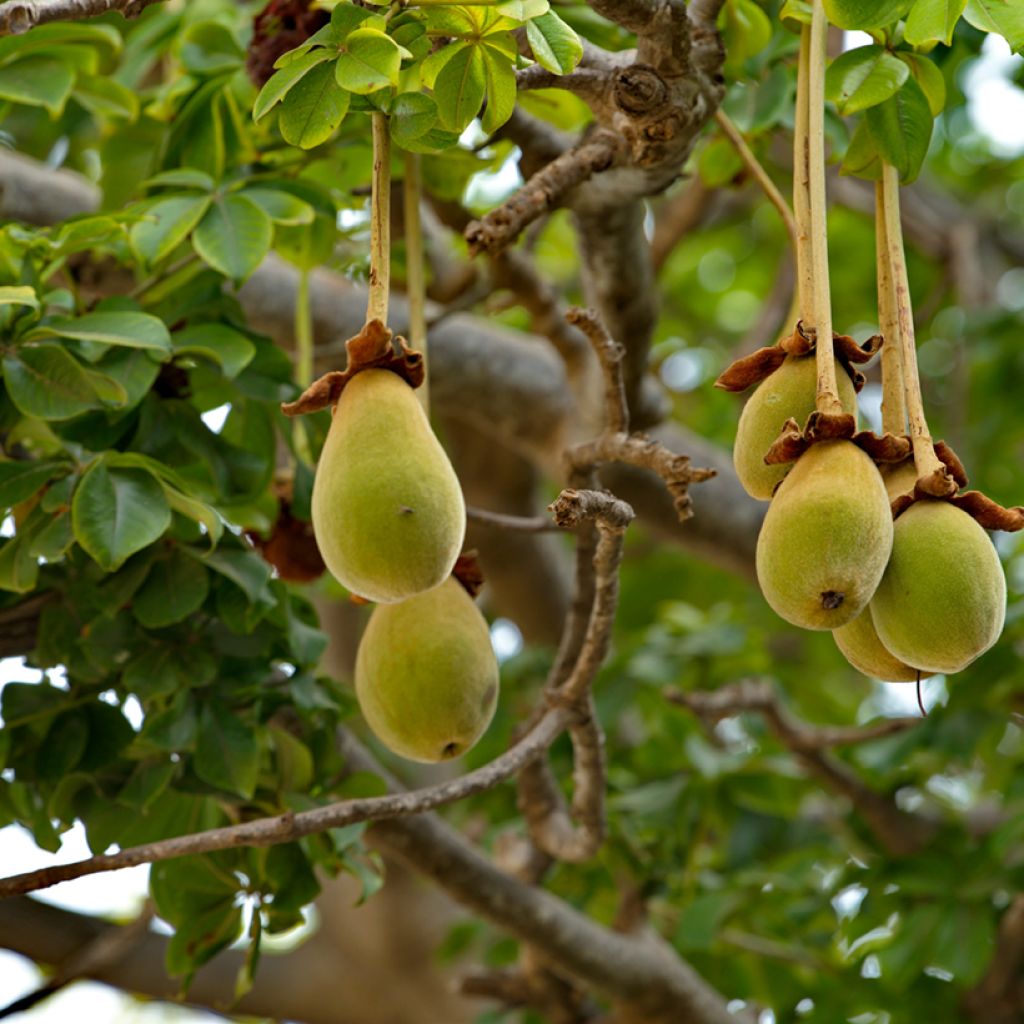 Apinanleipäpuu - Adansonia digitata