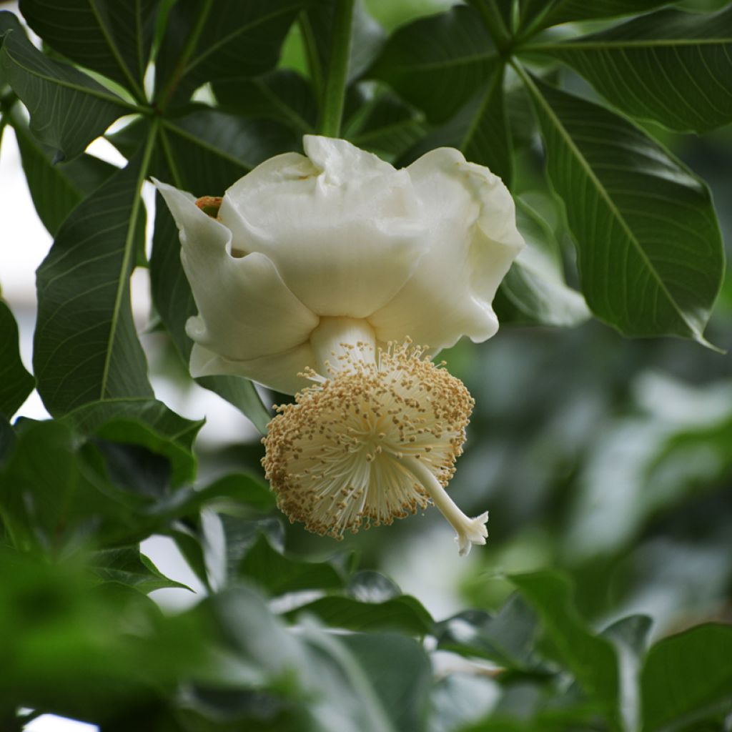 Apinanleipäpuu - Adansonia digitata