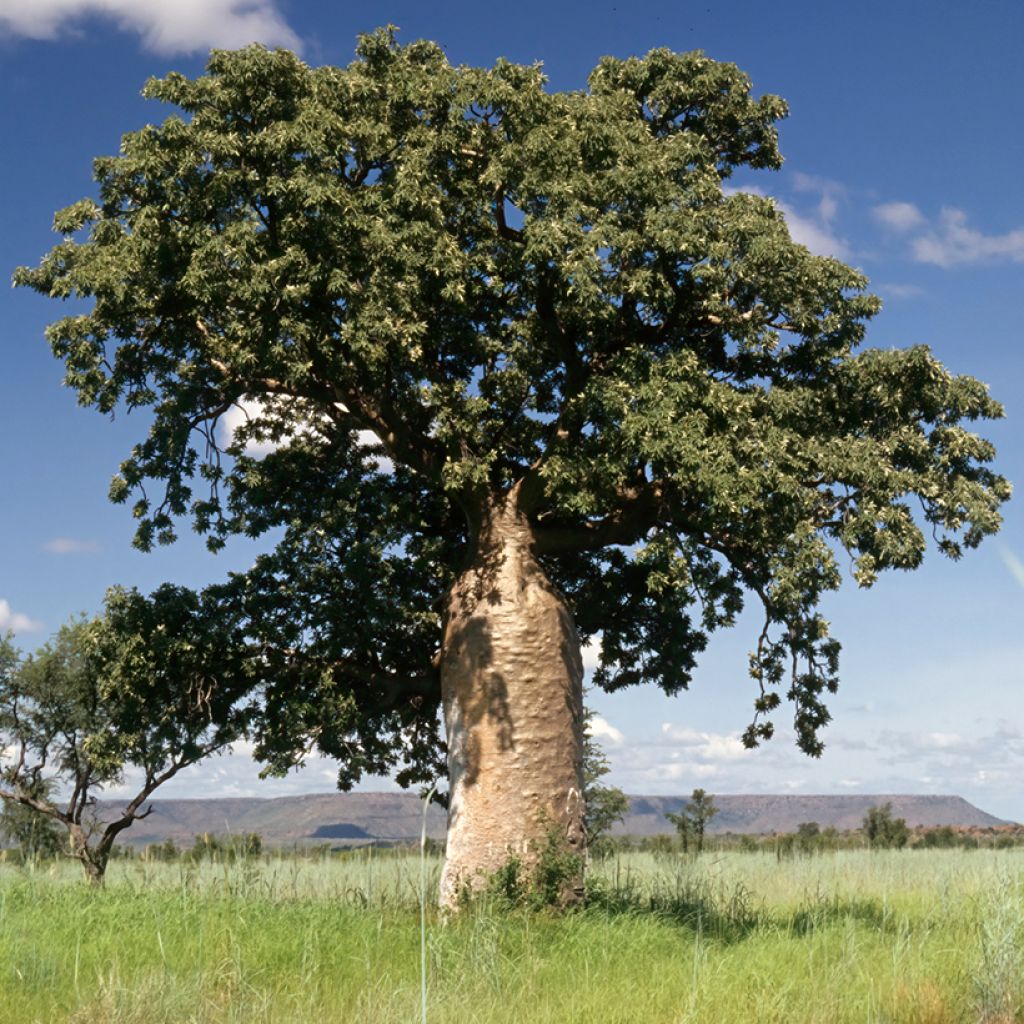 Adansonia gregorii