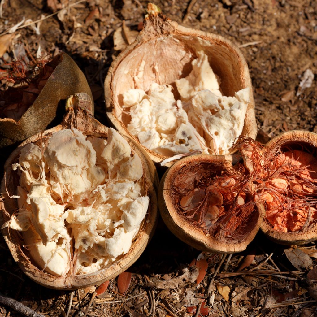 Adansonia madagascariensis