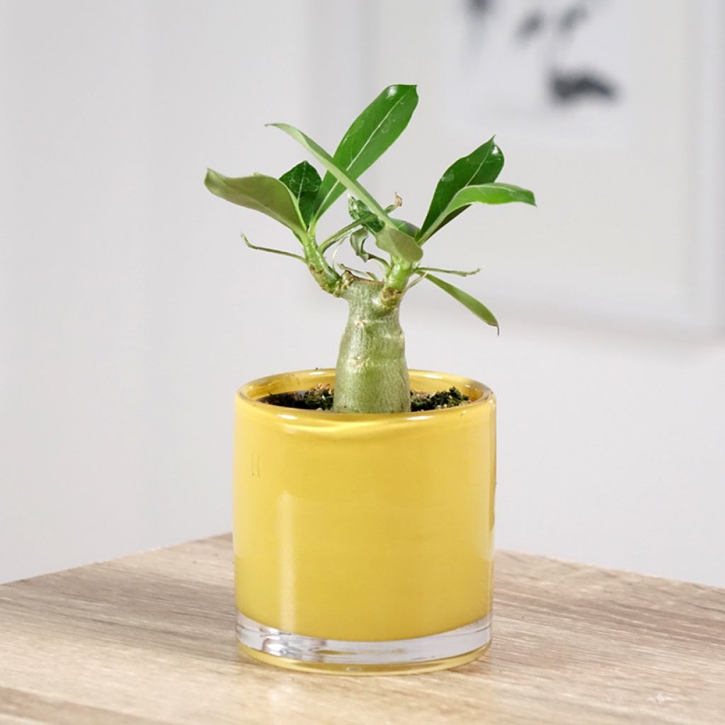 Aavikkoruusu - Adenium obesum