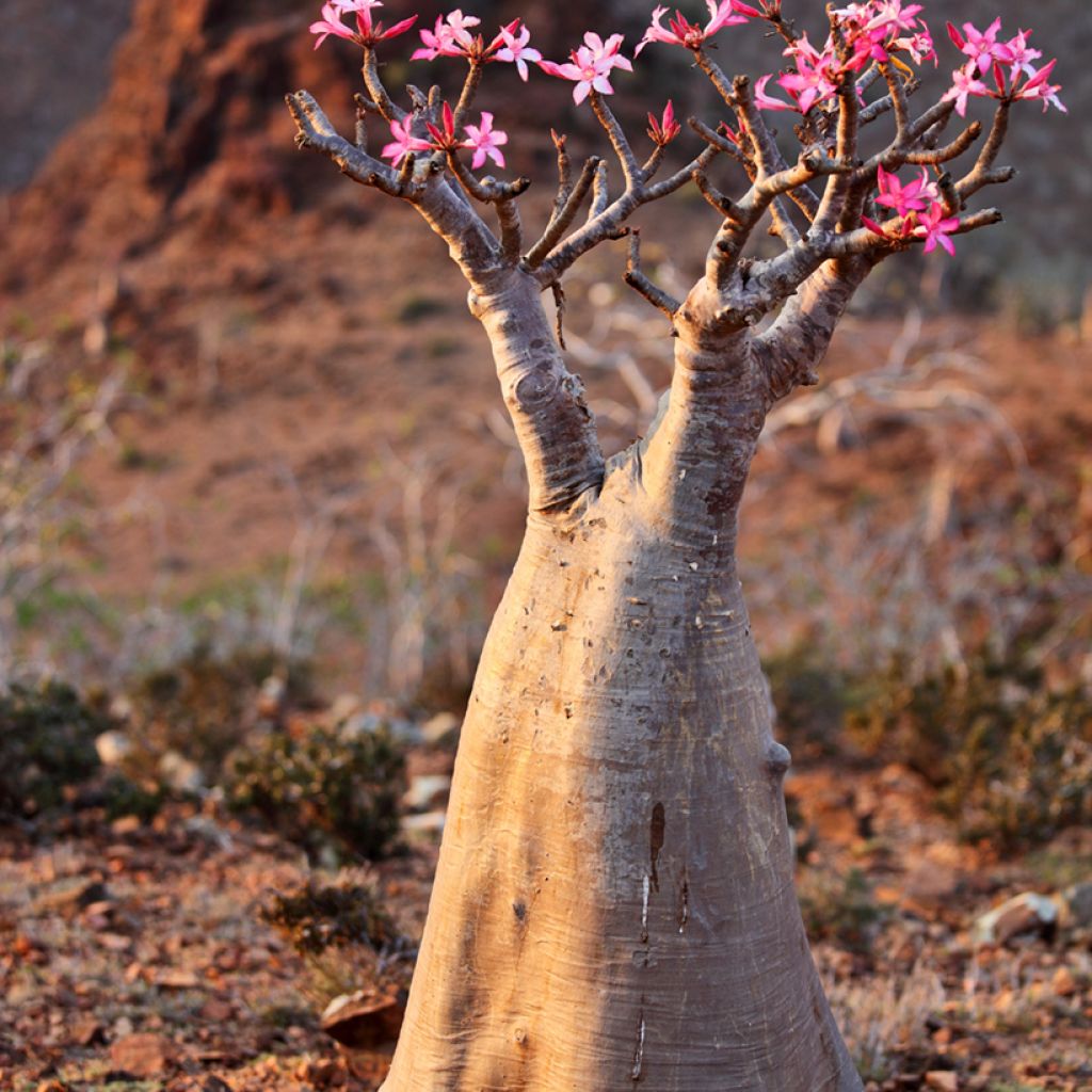 Aavikkoruusu - Adenium obesum