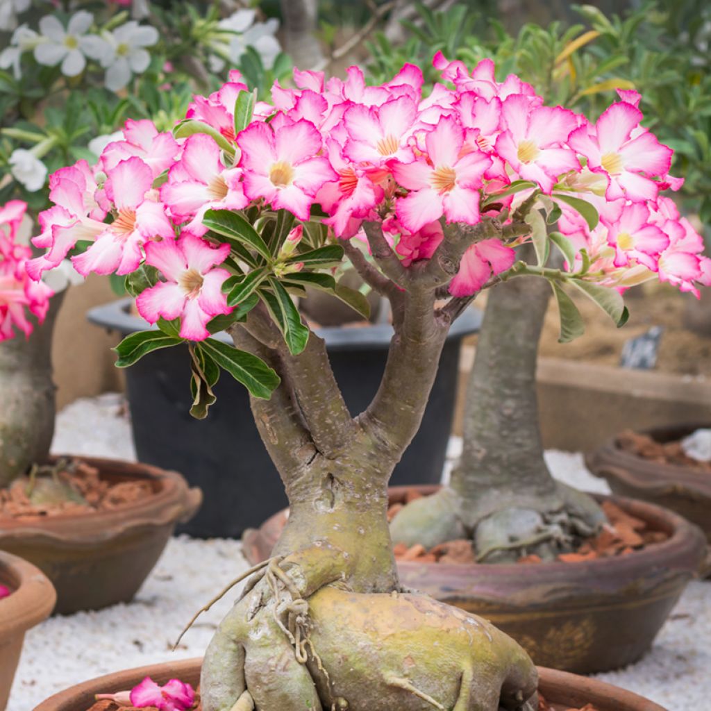 Aavikkoruusu - Adenium obesum