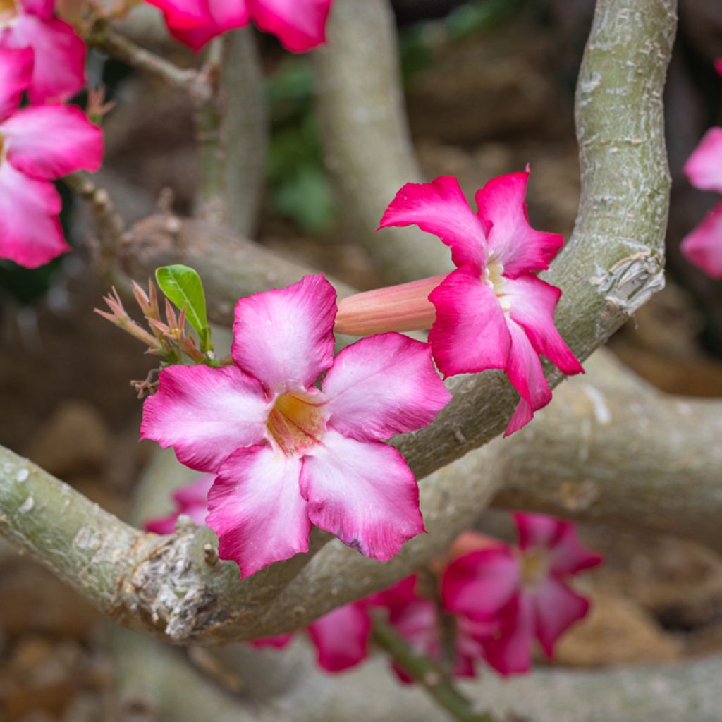 Aavikkoruusu - Adenium obesum