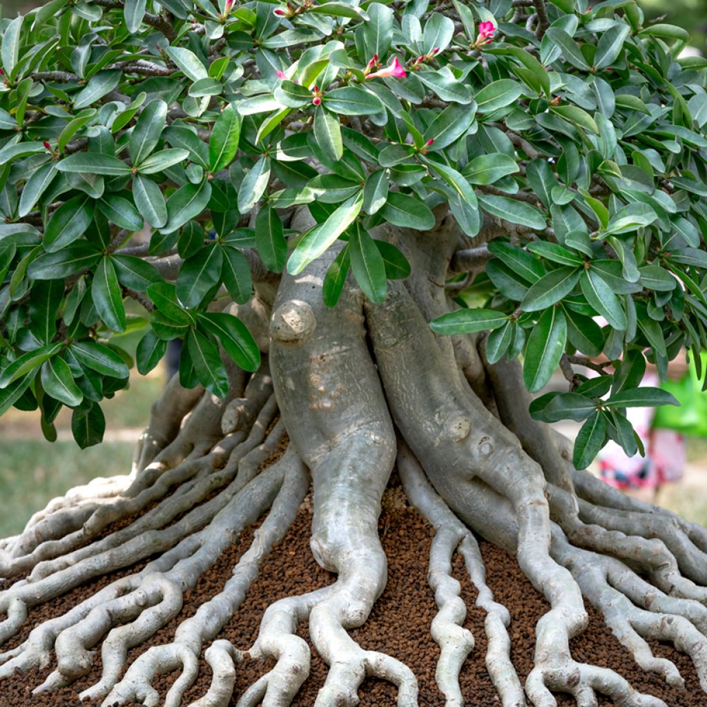 Aavikkoruusu - Adenium obesum