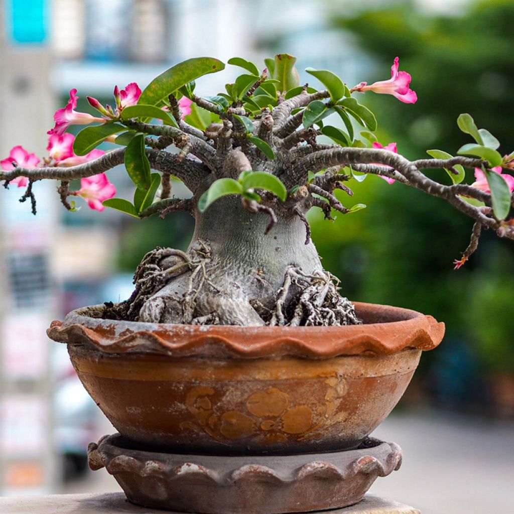 Aavikkoruusu - Adenium obesum