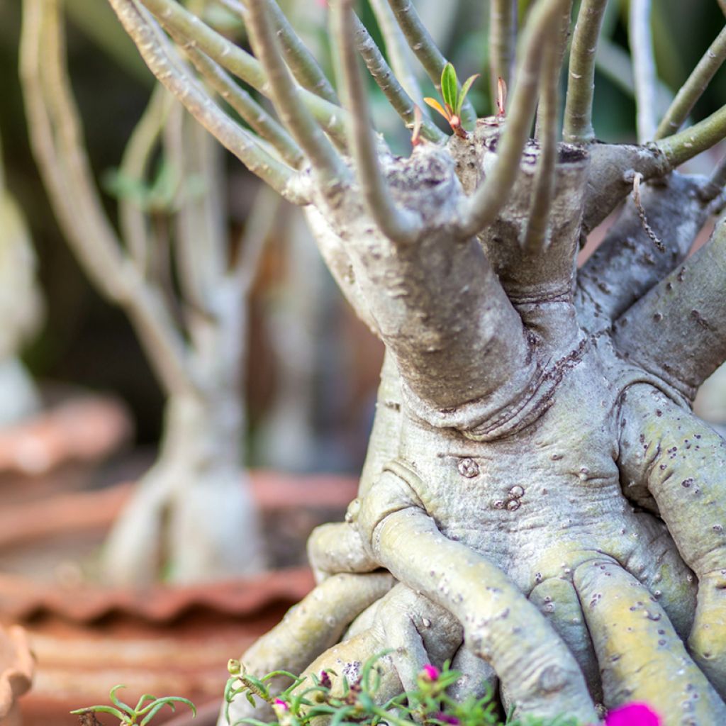 Aavikkoruusu - Adenium obesum