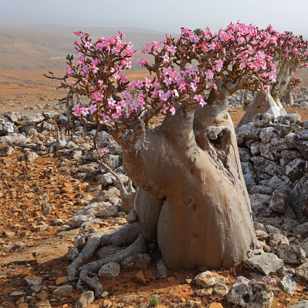 Aavikkoruusu - Adenium obesum