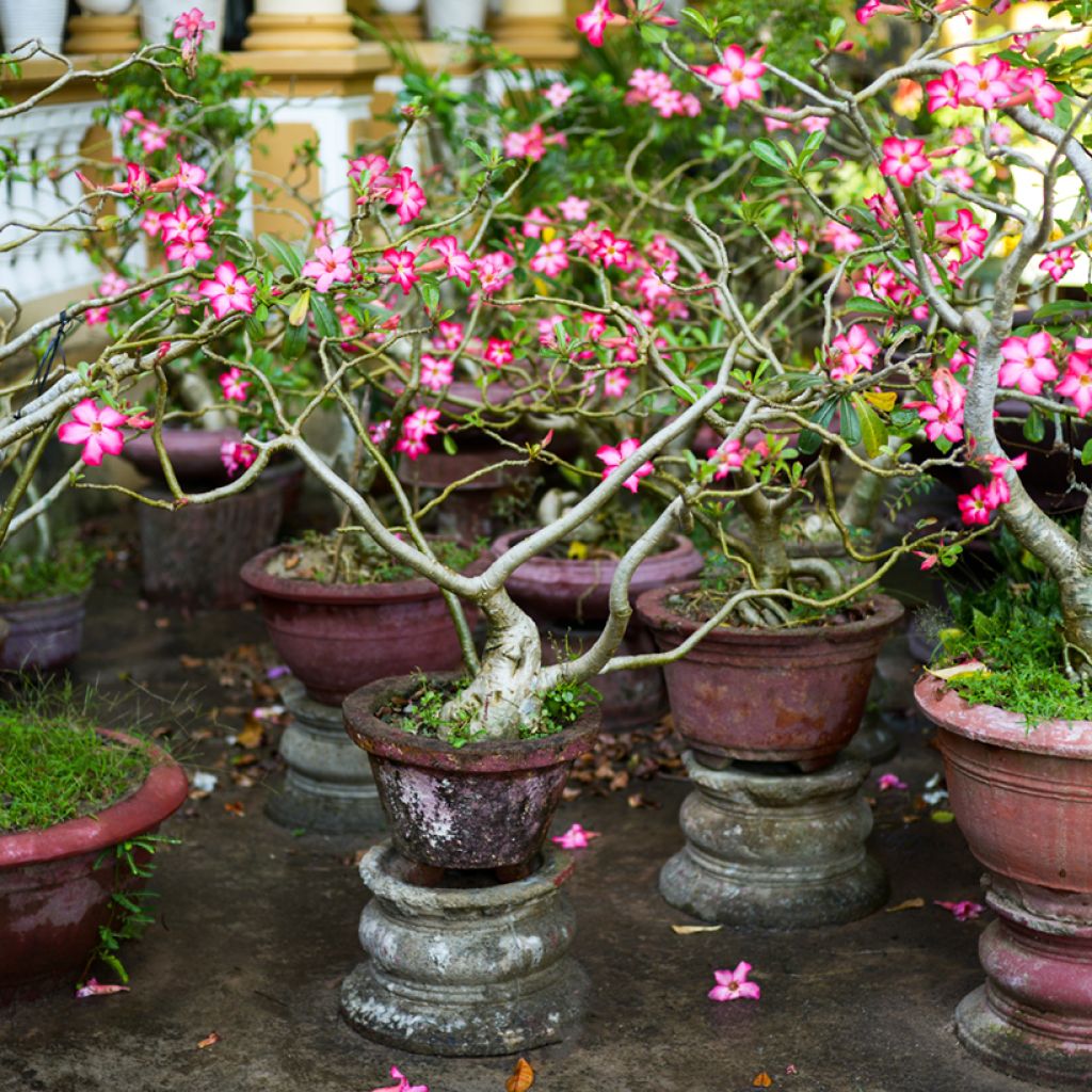 Aavikkoruusu - Adenium obesum
