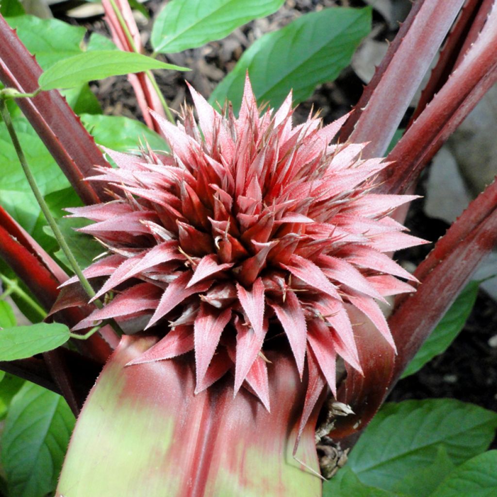 Aechmea tayoensis