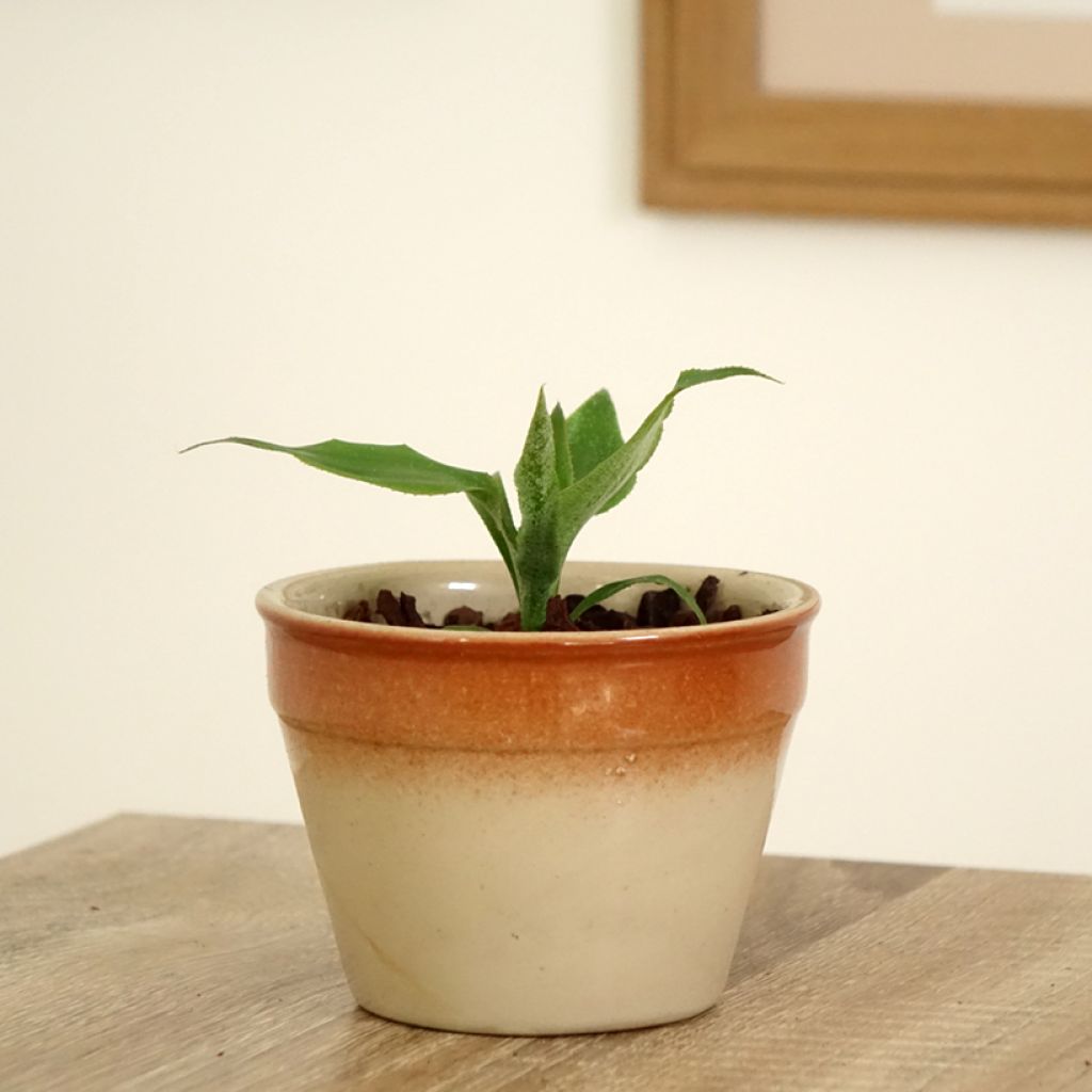 Aechmea tayoensis