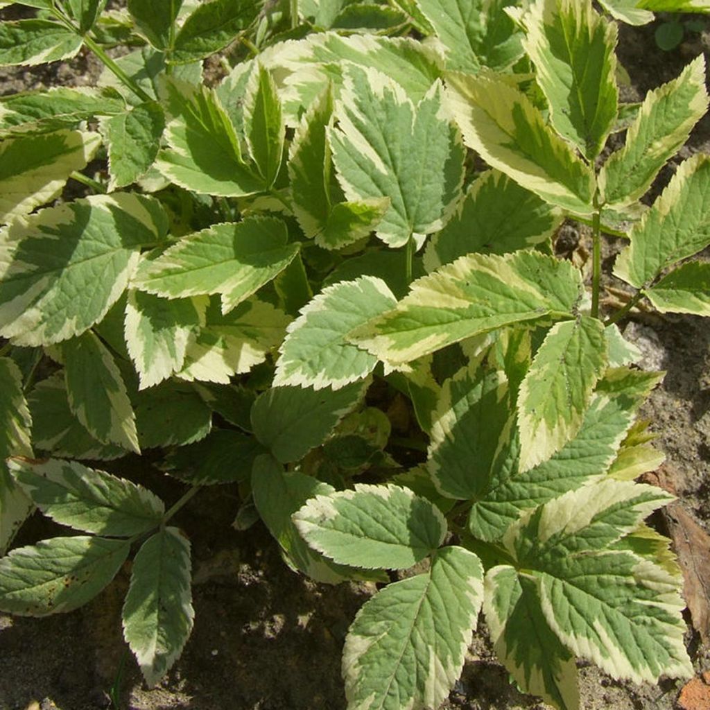 Vuohenputki Variegata