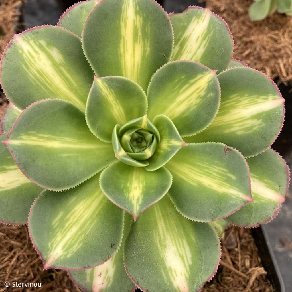 Loistomehipuu Starburst