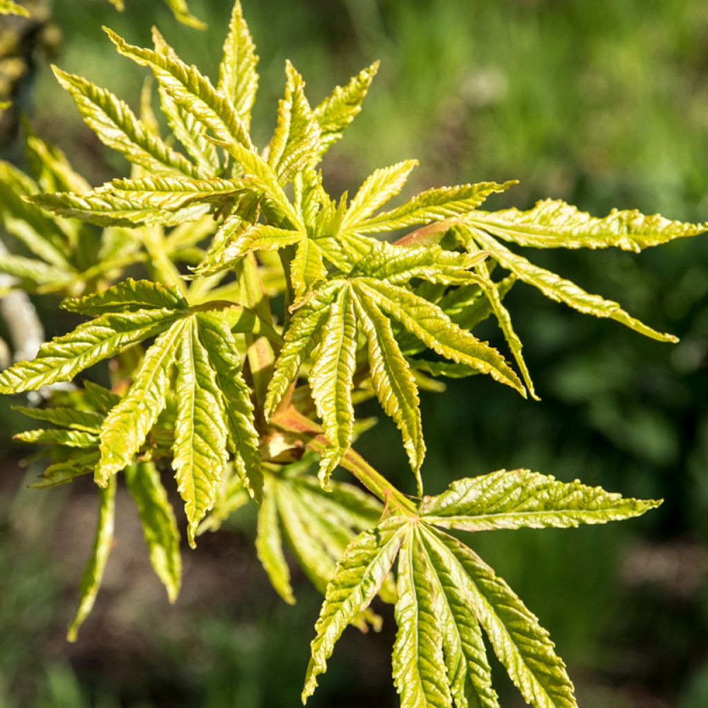 Hevoskastanja Digitata