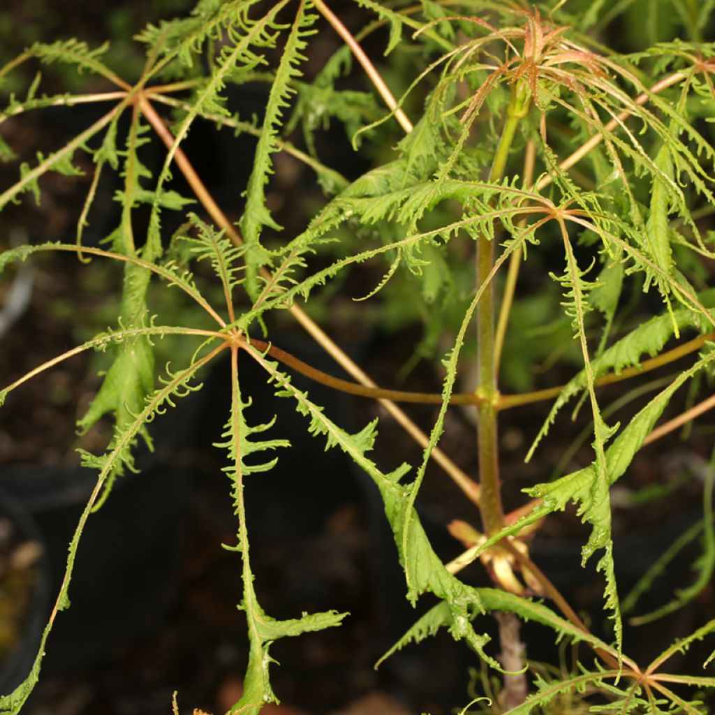 Hevoskastanja Laciniata