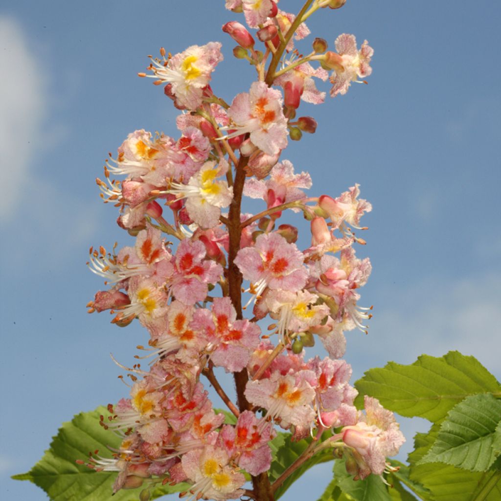 Punahevoskastanja Plantierensis