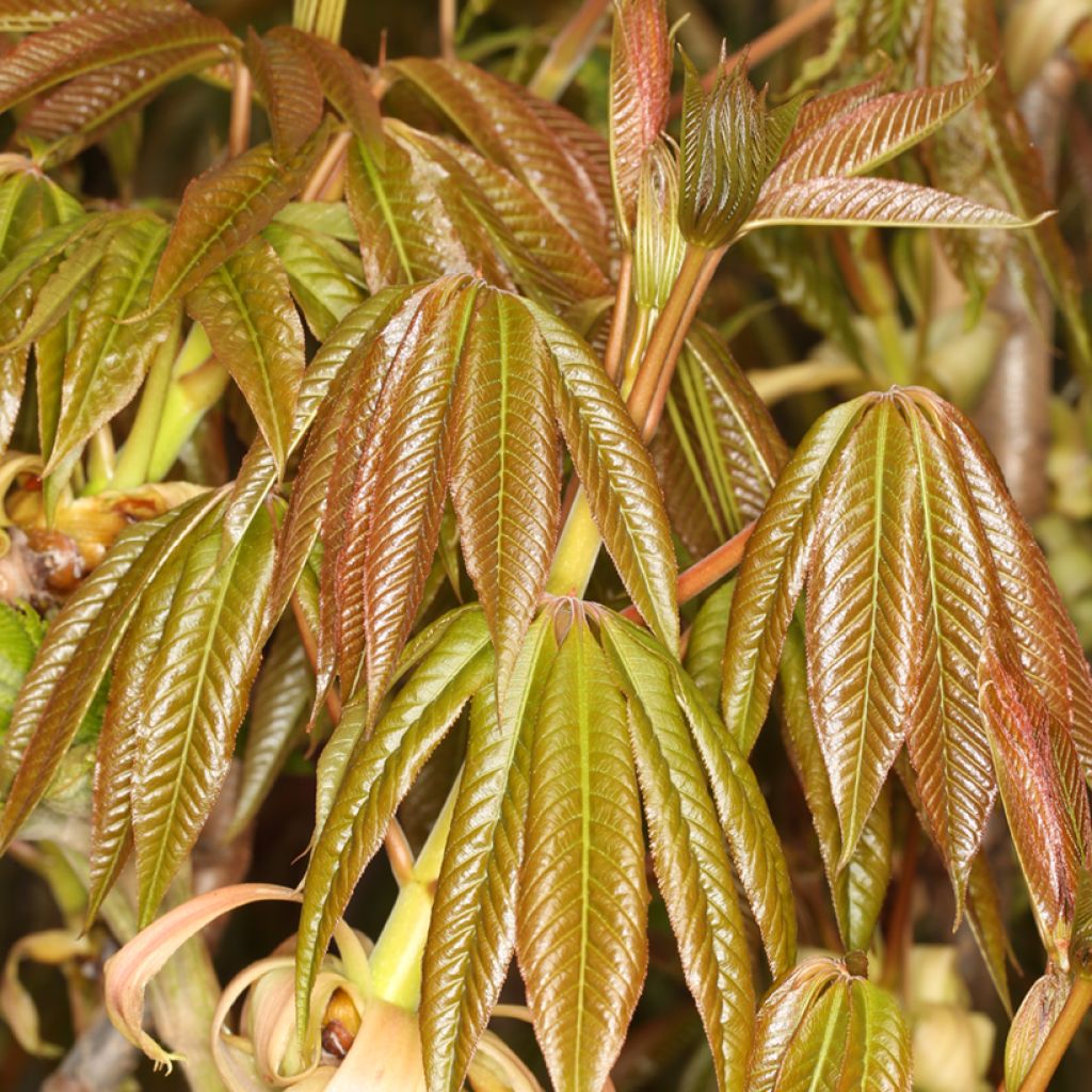 Kiinanhevoskastanja - Aesculus chinensis