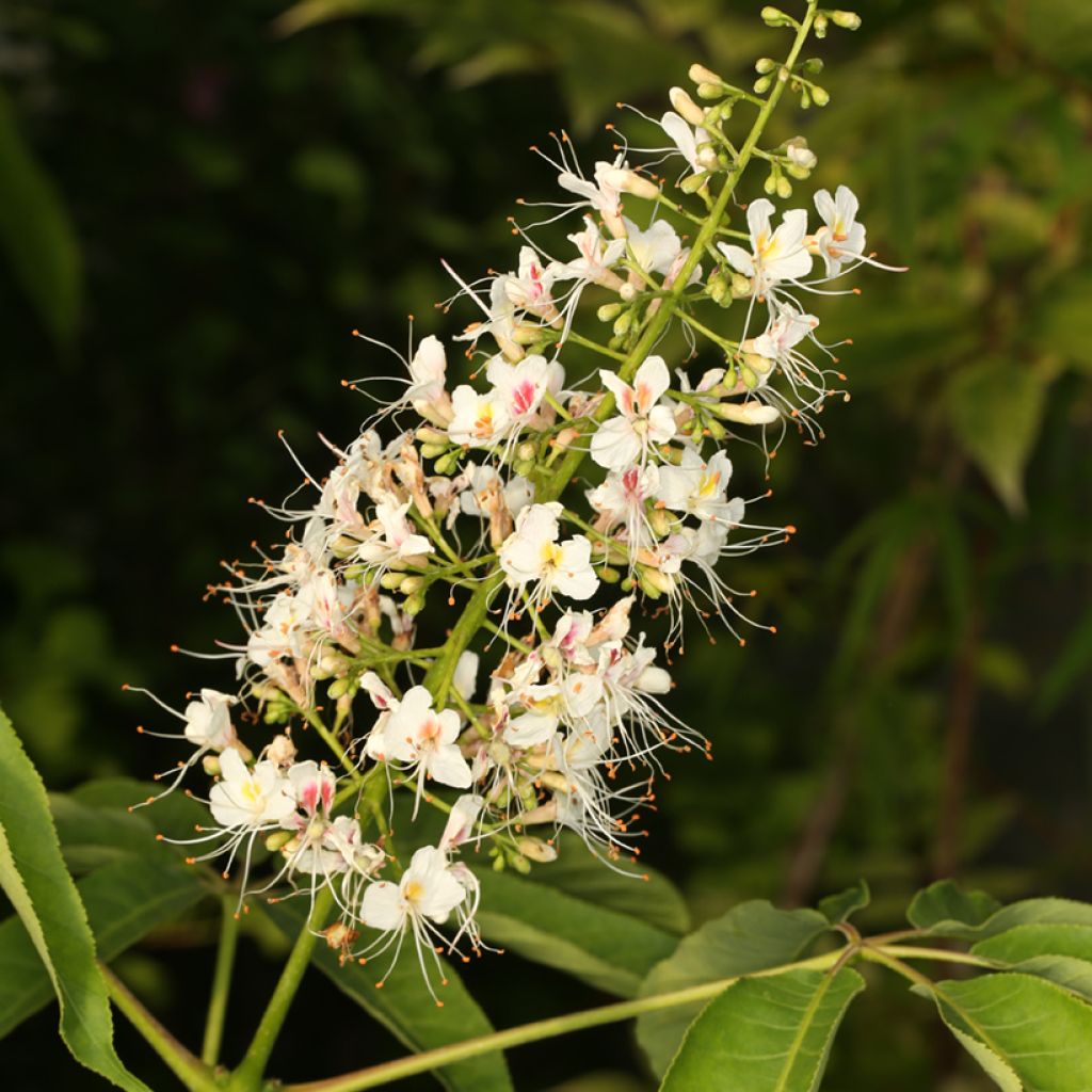 Kiinanhevoskastanja - Aesculus chinensis