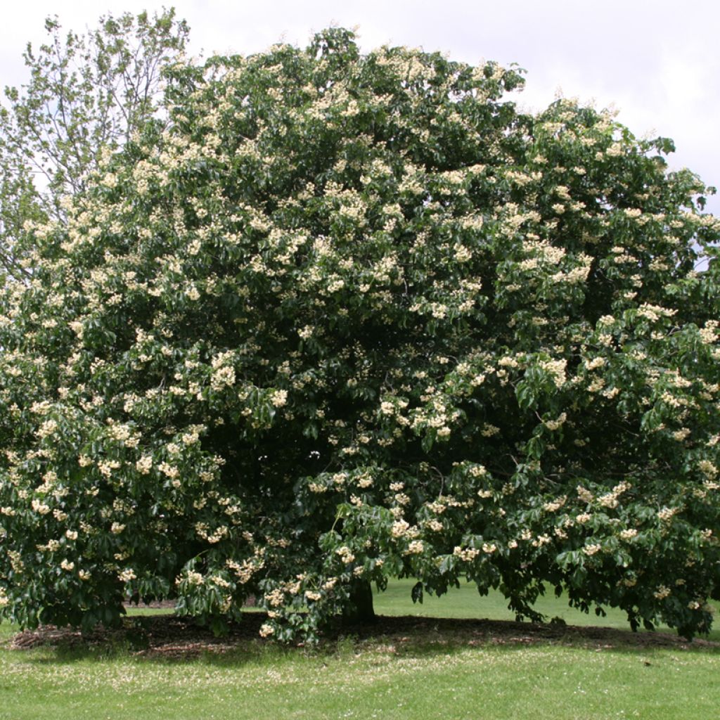 Hevoskastanja - Aesculus hippocastanum + flava