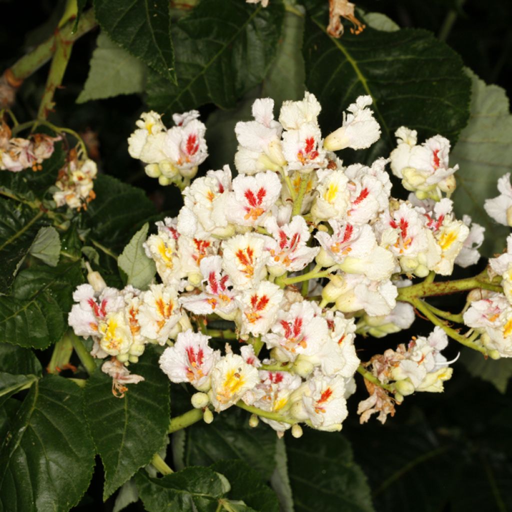 Hevoskastanja - Aesculus hippocastanum + flava