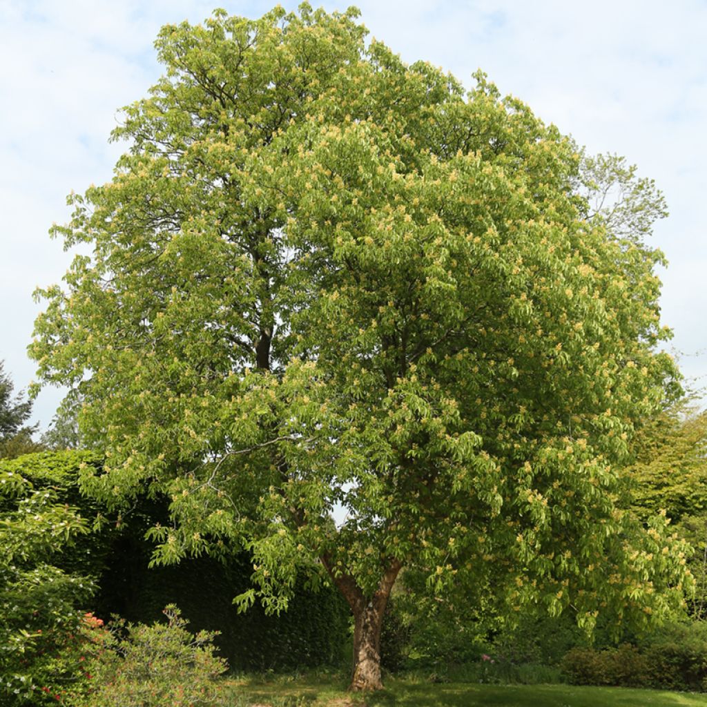 Keltahevoskastanja - Aesculus flava