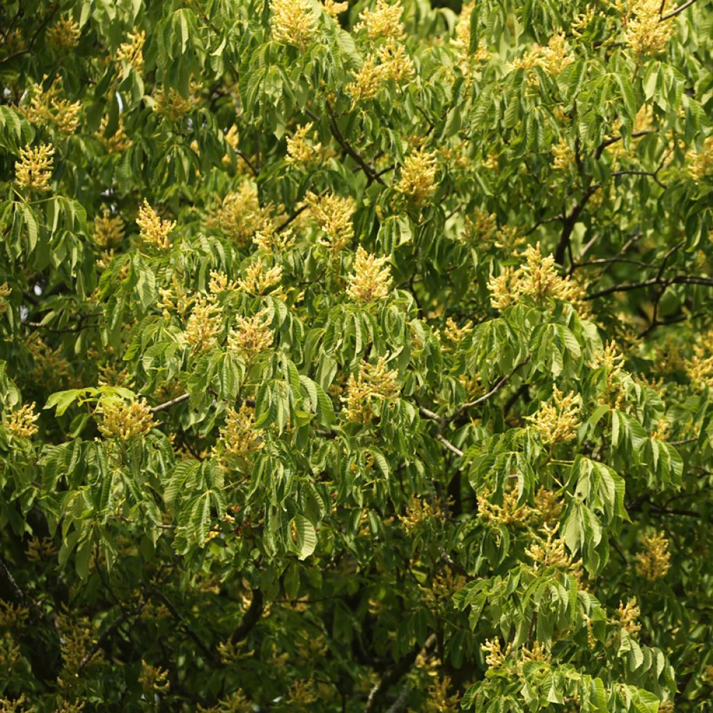 Keltahevoskastanja - Aesculus flava