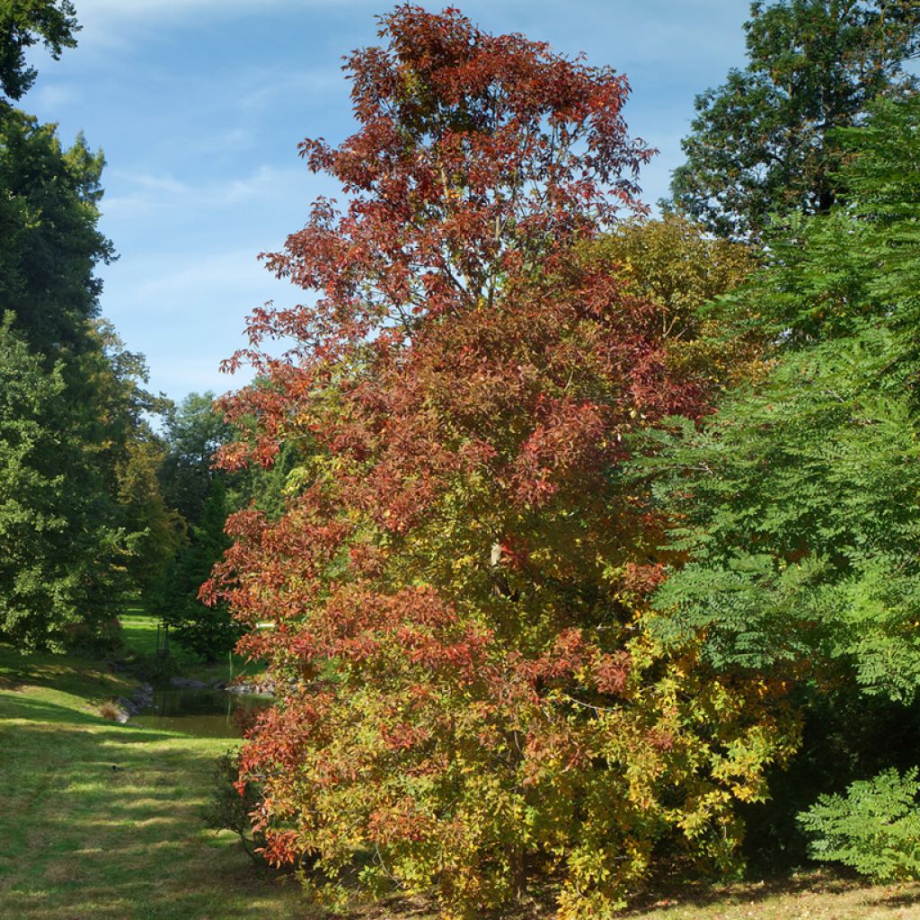 Keltahevoskastanja - Aesculus flava