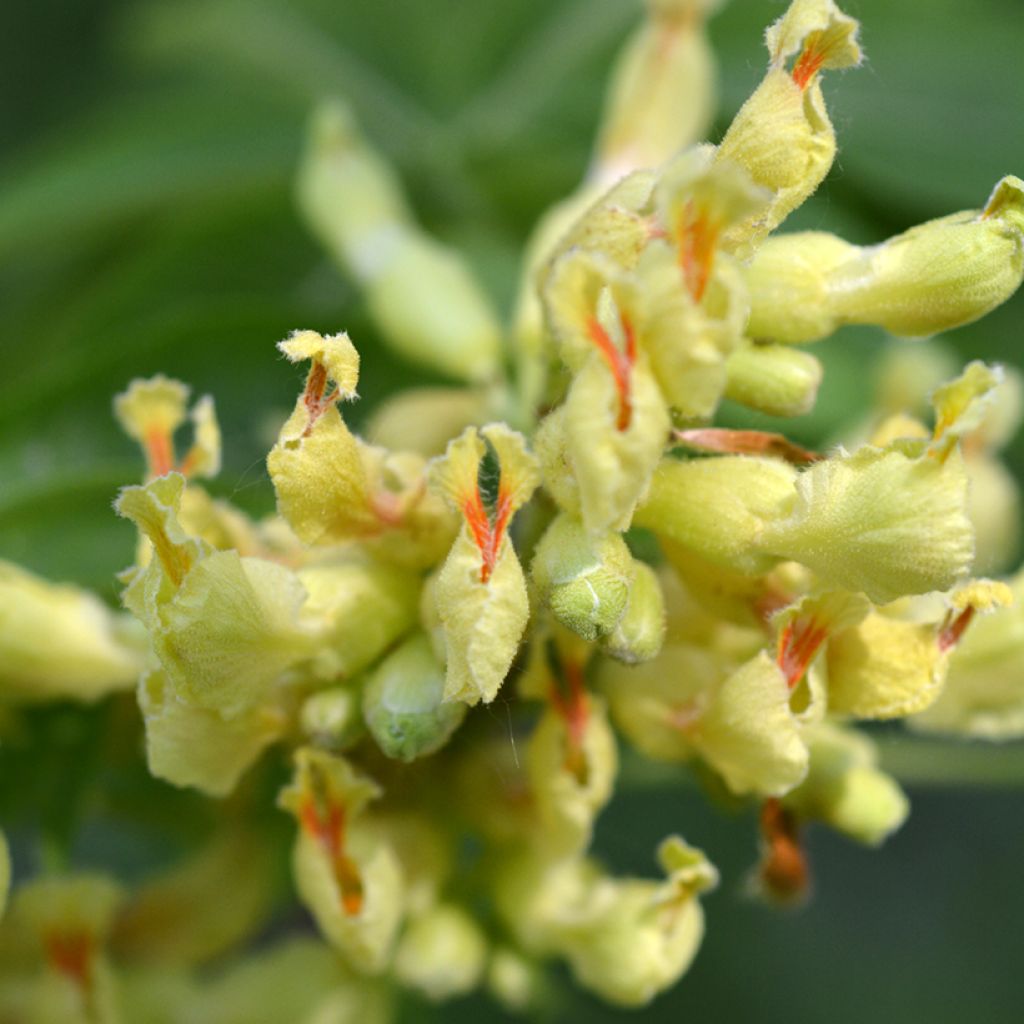 Keltahevoskastanja - Aesculus flava