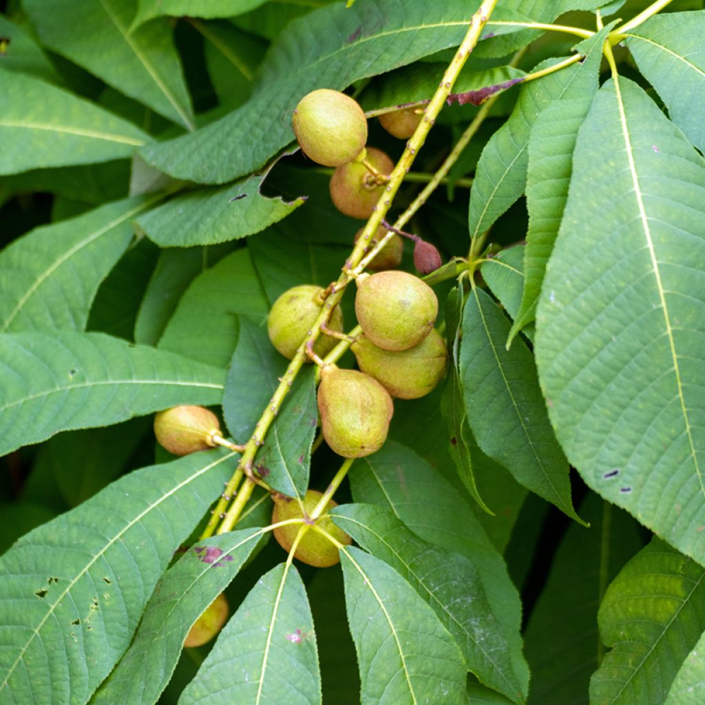 Keltahevoskastanja - Aesculus flava