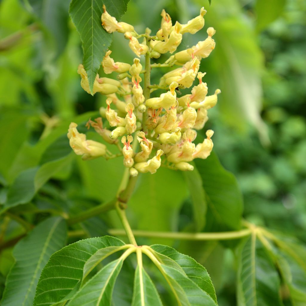 Keltahevoskastanja - Aesculus flava