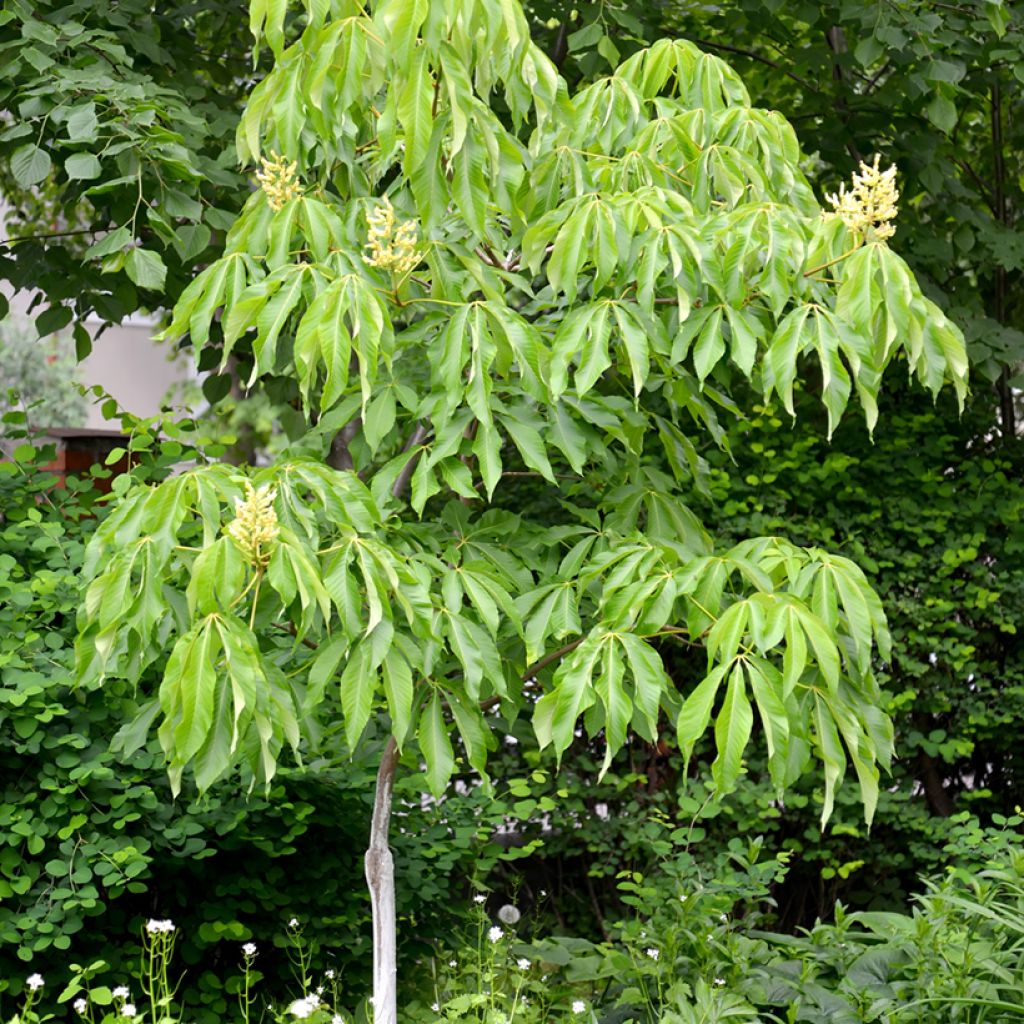 Keltahevoskastanja - Aesculus flava