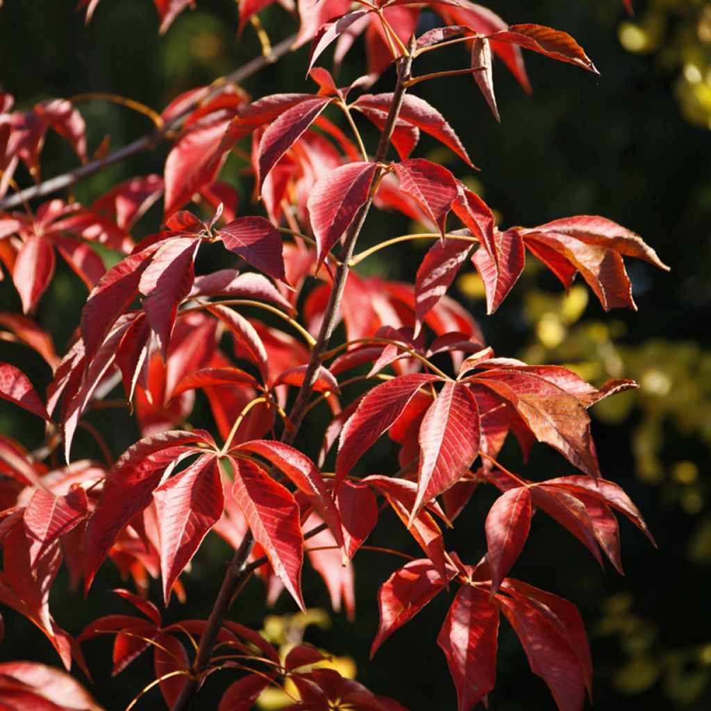 Ohionhevoskastanja October Red