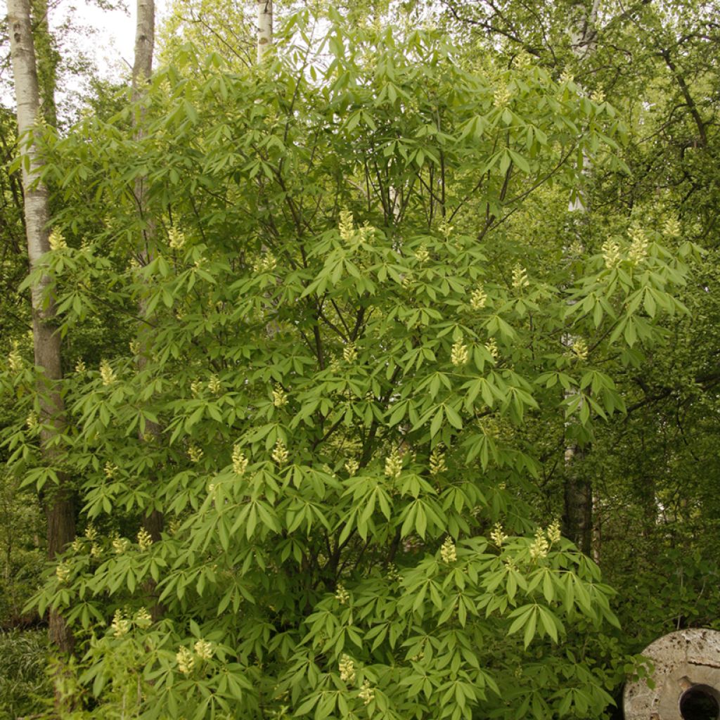 Hevoskastanja - Aesculus x glaucescens