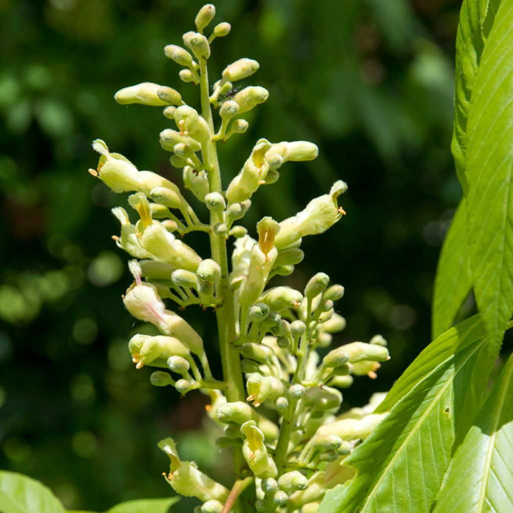 Hevoskastanja - Aesculus x glaucescens