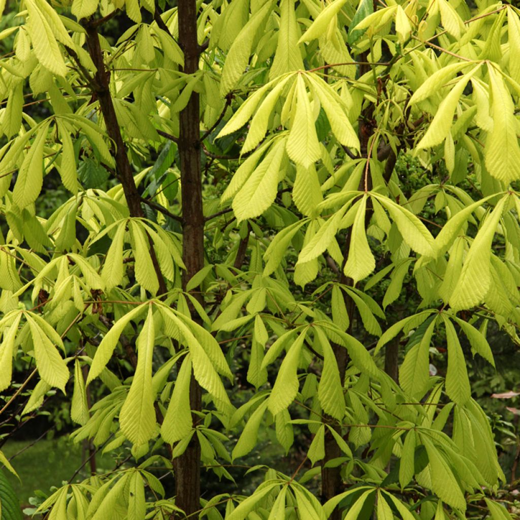 Hevoskastanja Hampton Court Gold