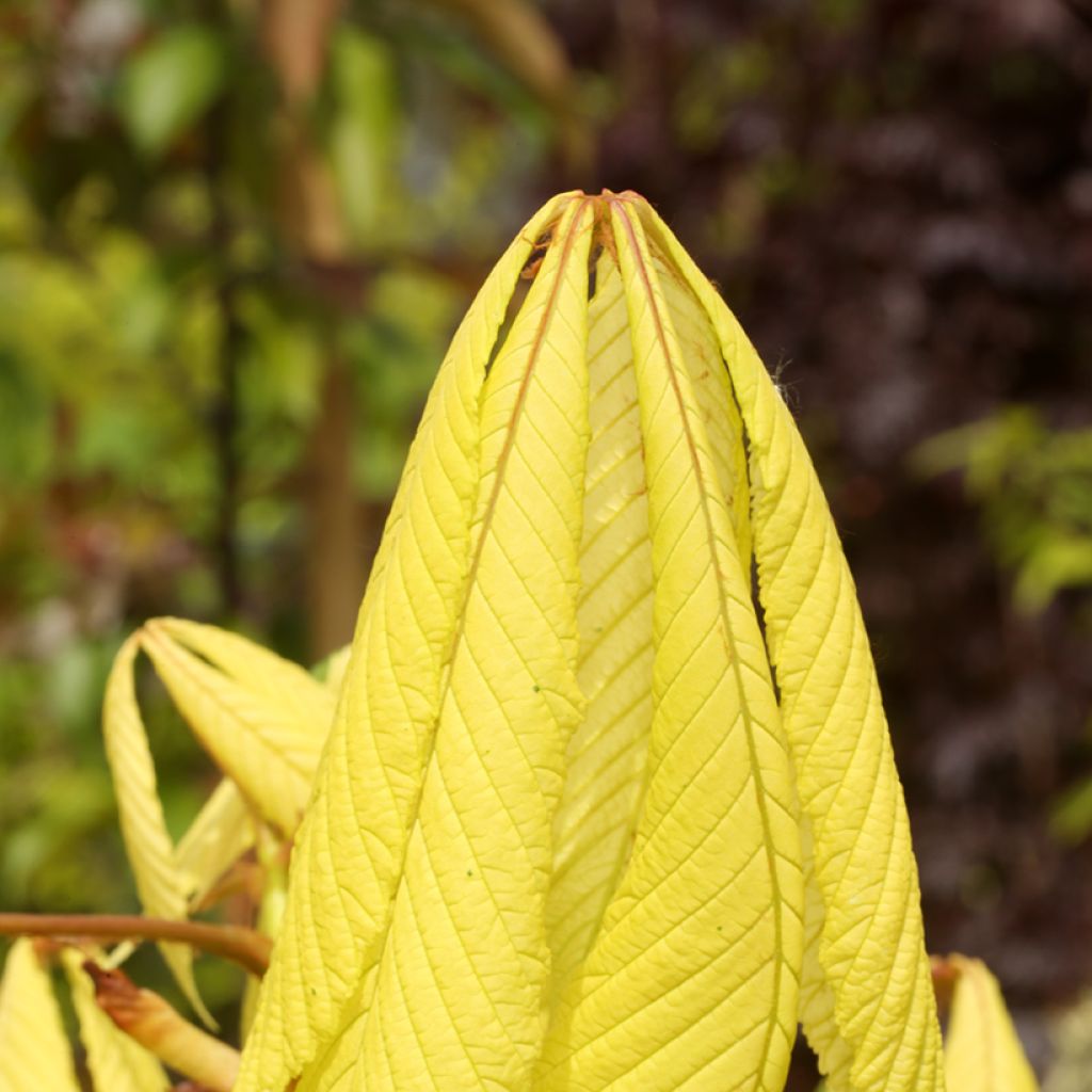 Hevoskastanja Hampton Court Gold