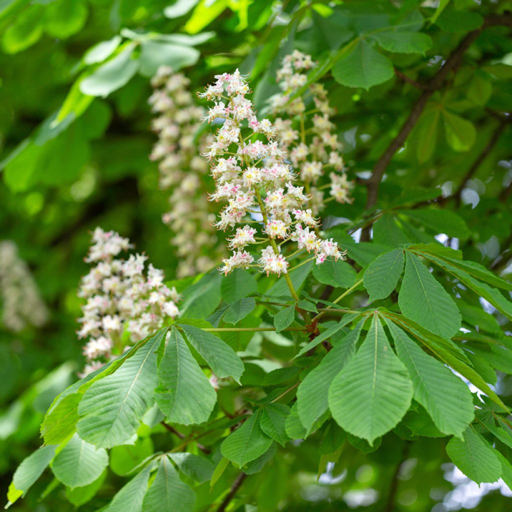 Hevoskastanja - Aesculus hippocastanum
