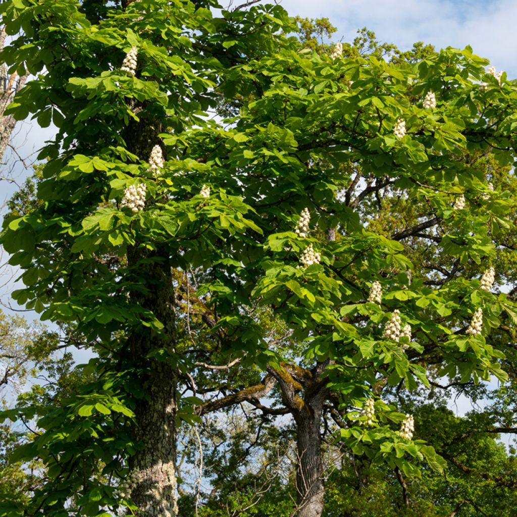 Hevoskastanja - Aesculus hippocastanum
