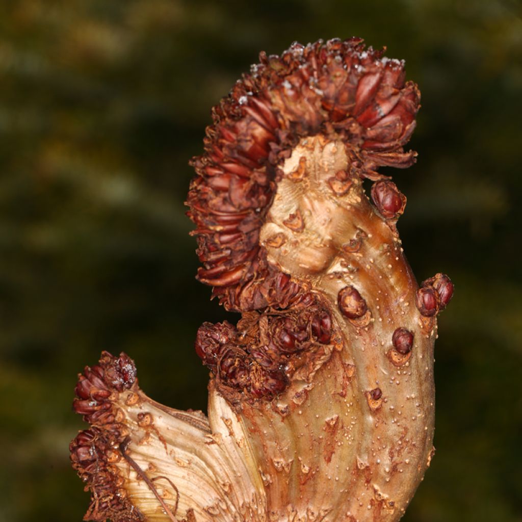 Hevoskastanja Monstrosa