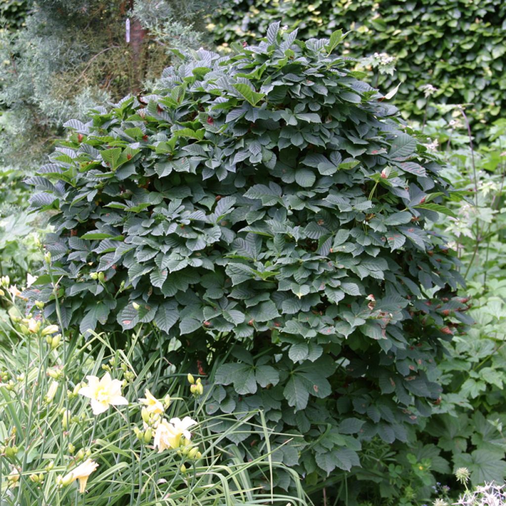 Hevoskastanja Monstrosa