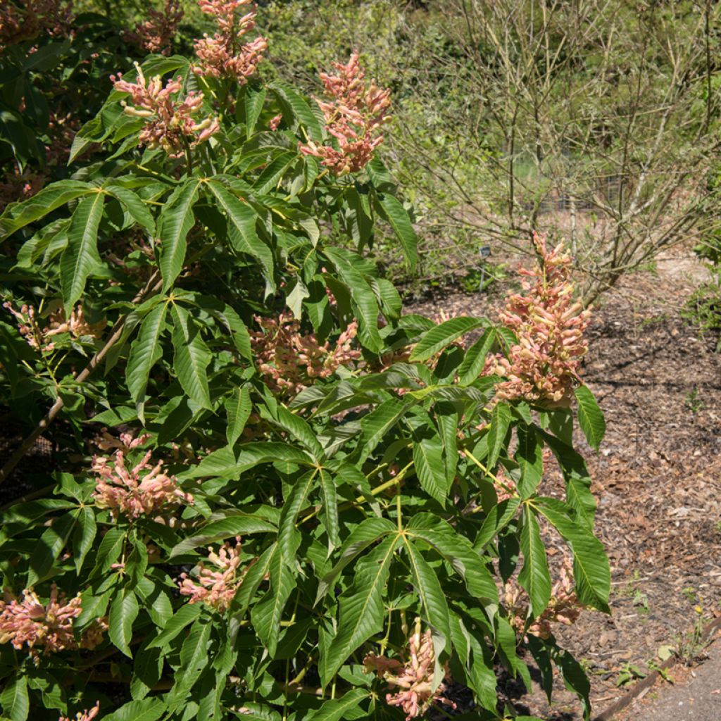 Hevoskastanja Induta