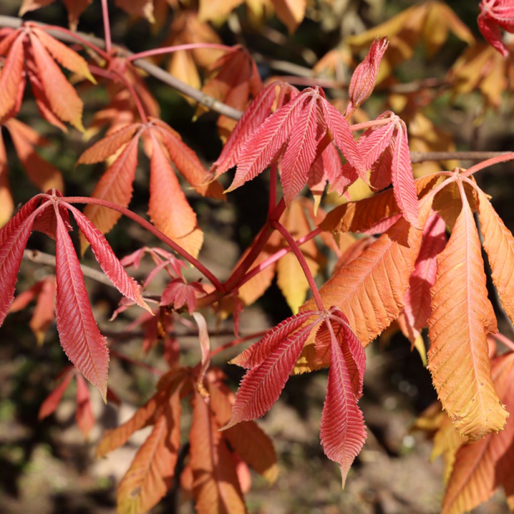 Hevoskastanja Erythroblastos