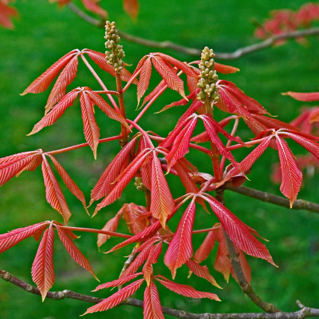 Hevoskastanja Erythroblastos