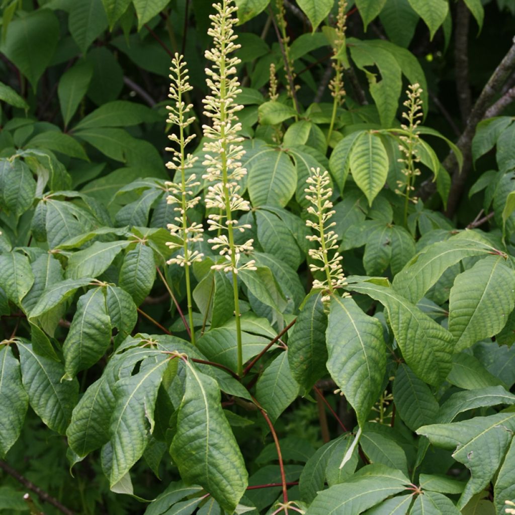 Huiskahevoskastanja - Aesculus parviflora