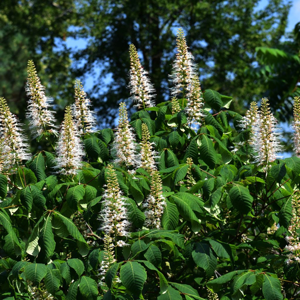Huiskahevoskastanja - Aesculus parviflora