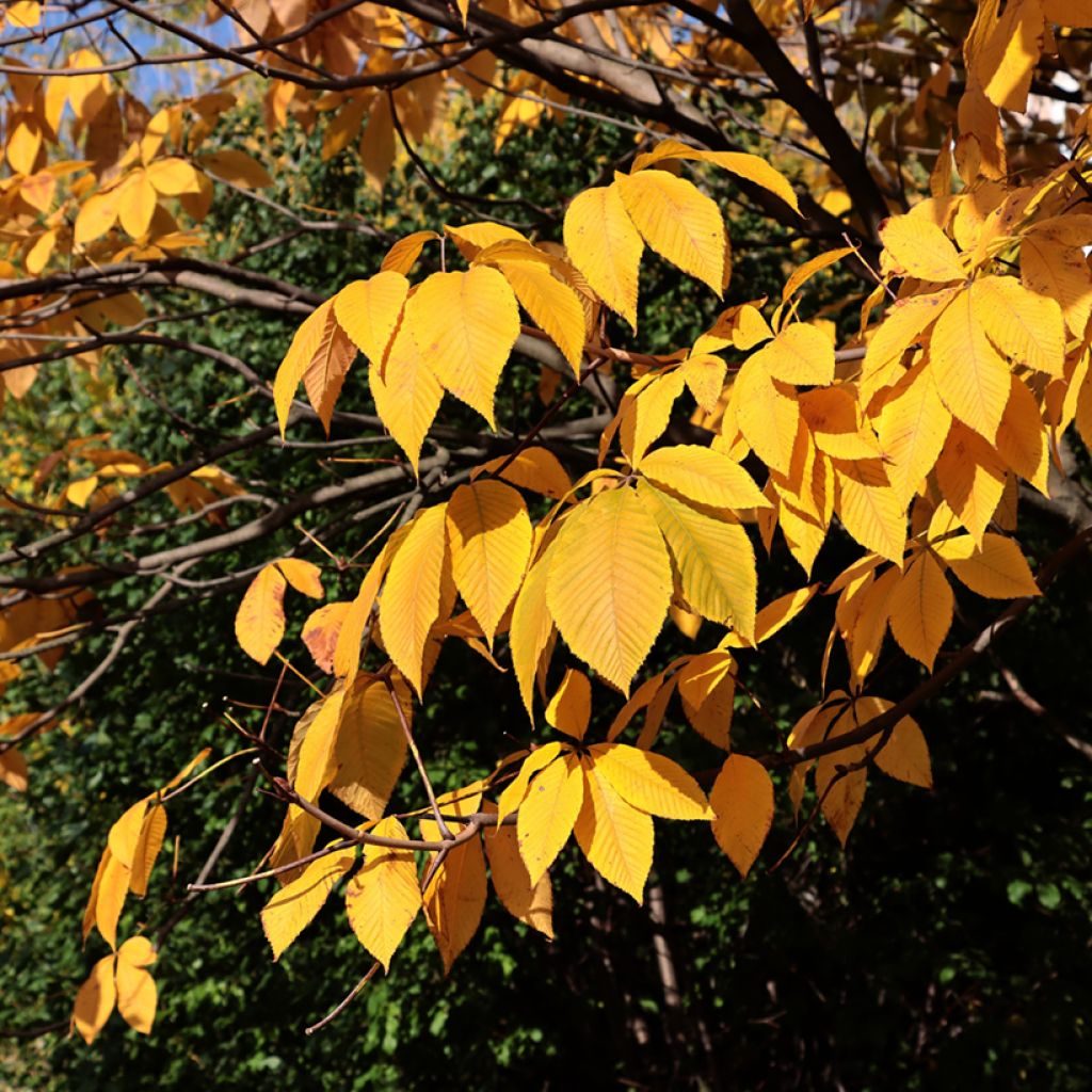 Huiskahevoskastanja - Aesculus parviflora
