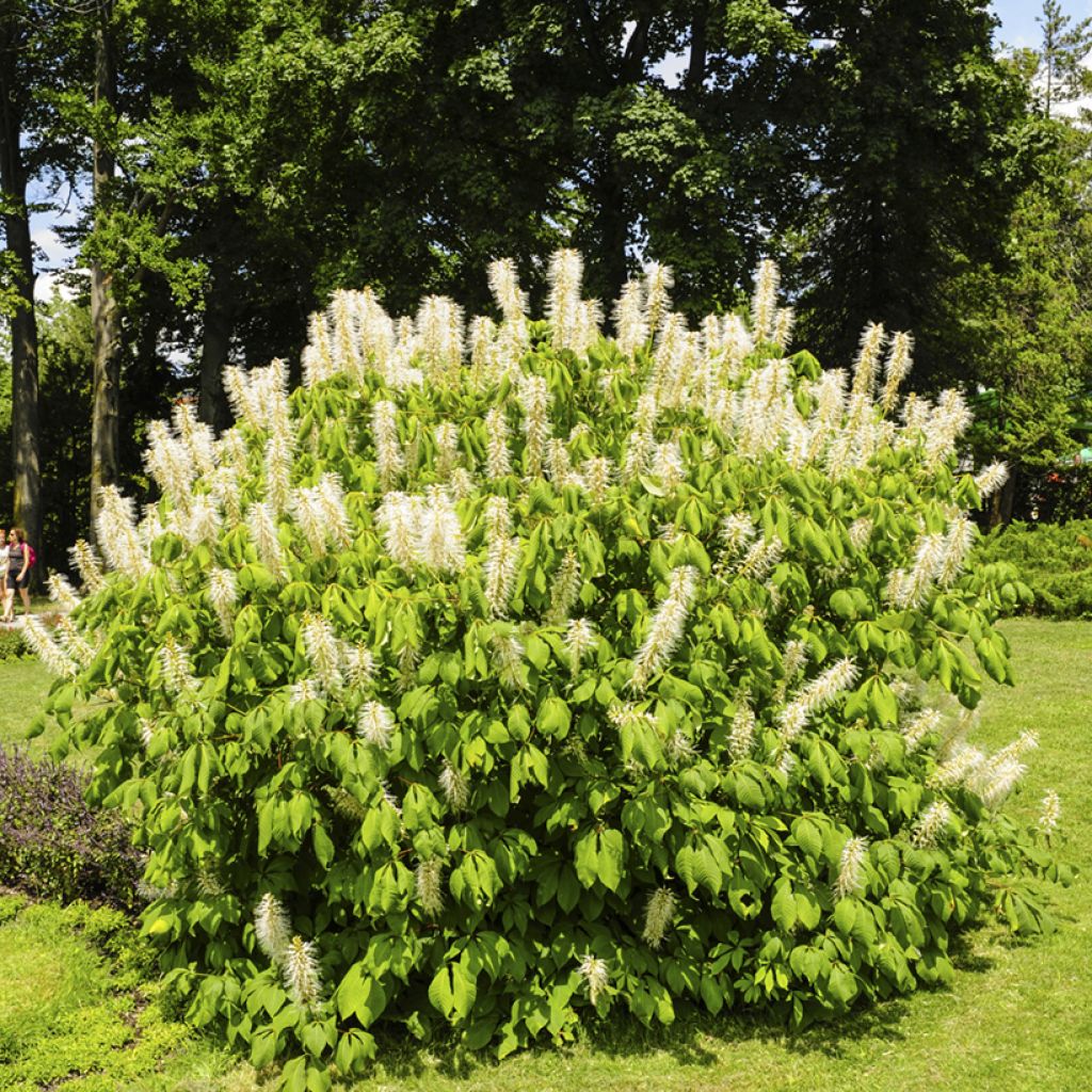Huiskahevoskastanja - Aesculus parviflora