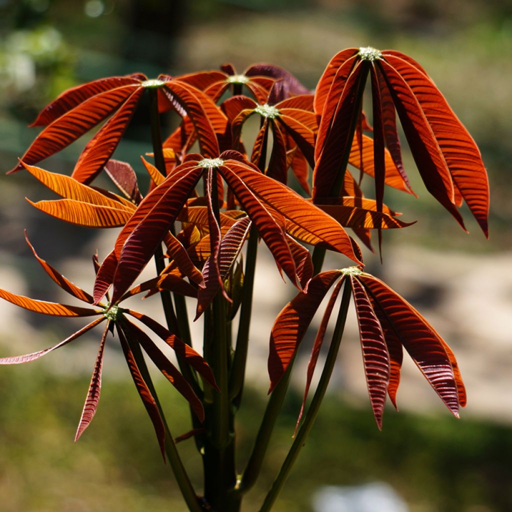 Huiskahevoskastanja - Aesculus parviflora