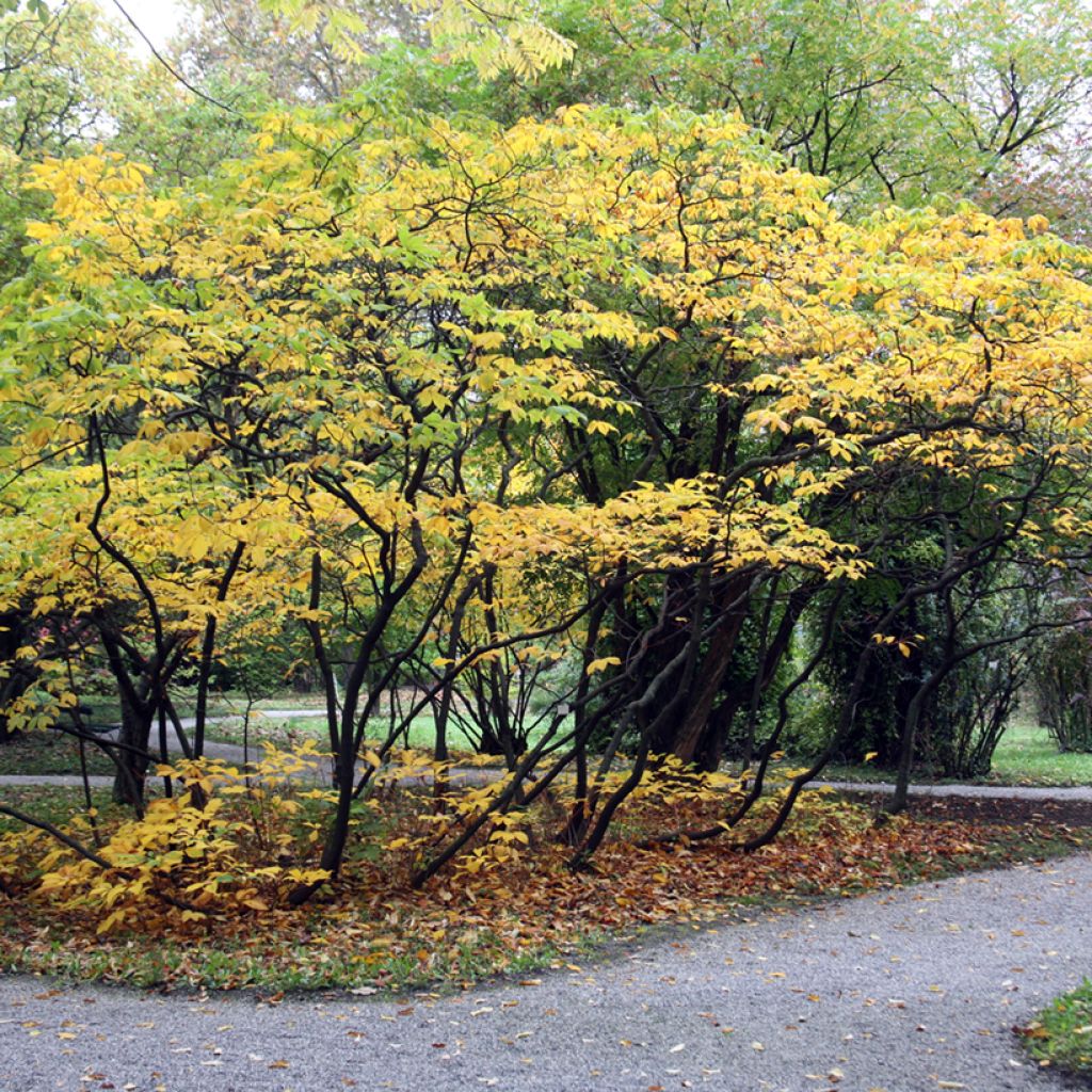 Huiskahevoskastanja - Aesculus parviflora